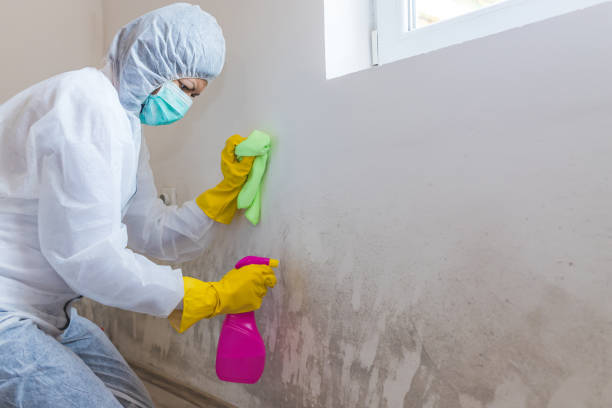 Trusted Susquehanna Trails, PA Mold Removal Experts